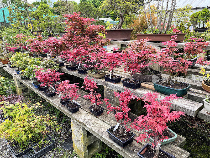 在花园中心苗圃一排排盆景树的特写图像，分层，木制货架展示盆栽日本deshojo枫树(Acer palmatum deshojo)在春天的颜色叶子，重点放在前景